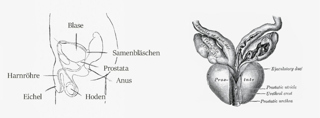 Der anatomische Aufbau des männlichen Intimbereichs und der Prostata